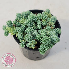 Load image into Gallery viewer, Sedum dasyphyllum major - John &amp; Norma&#39;s Succulents
