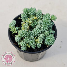 Load image into Gallery viewer, Sedum dasyphyllum major - John &amp; Norma&#39;s Succulents
