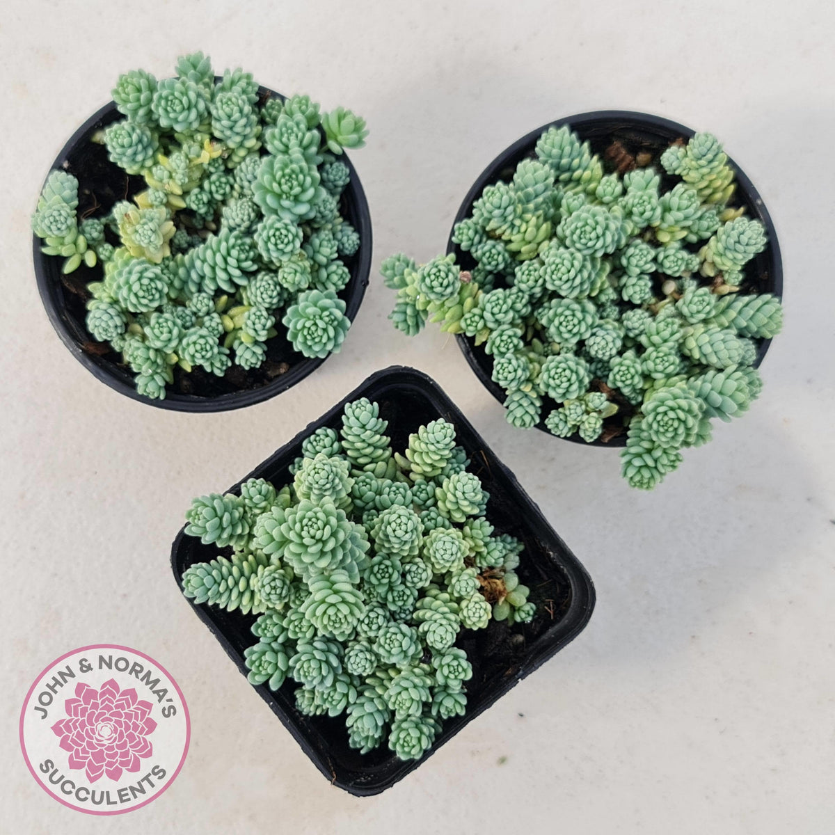 Sedum dasyphyllum major