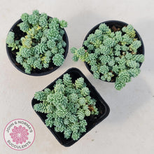 Load image into Gallery viewer, Sedum dasyphyllum major - John &amp; Norma&#39;s Succulents
