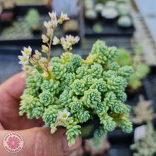 Load image into Gallery viewer, Sedum dasyphyllum major - John &amp; Norma&#39;s Succulents
