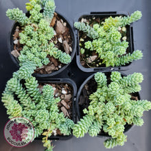 Load image into Gallery viewer, Sedum dasyphyllum major - John &amp; Norma&#39;s Succulents
