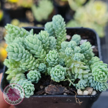 Load image into Gallery viewer, Sedum dasyphyllum major - John &amp; Norma&#39;s Succulents
