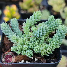 Load image into Gallery viewer, Sedum dasyphyllum major - John &amp; Norma&#39;s Succulents
