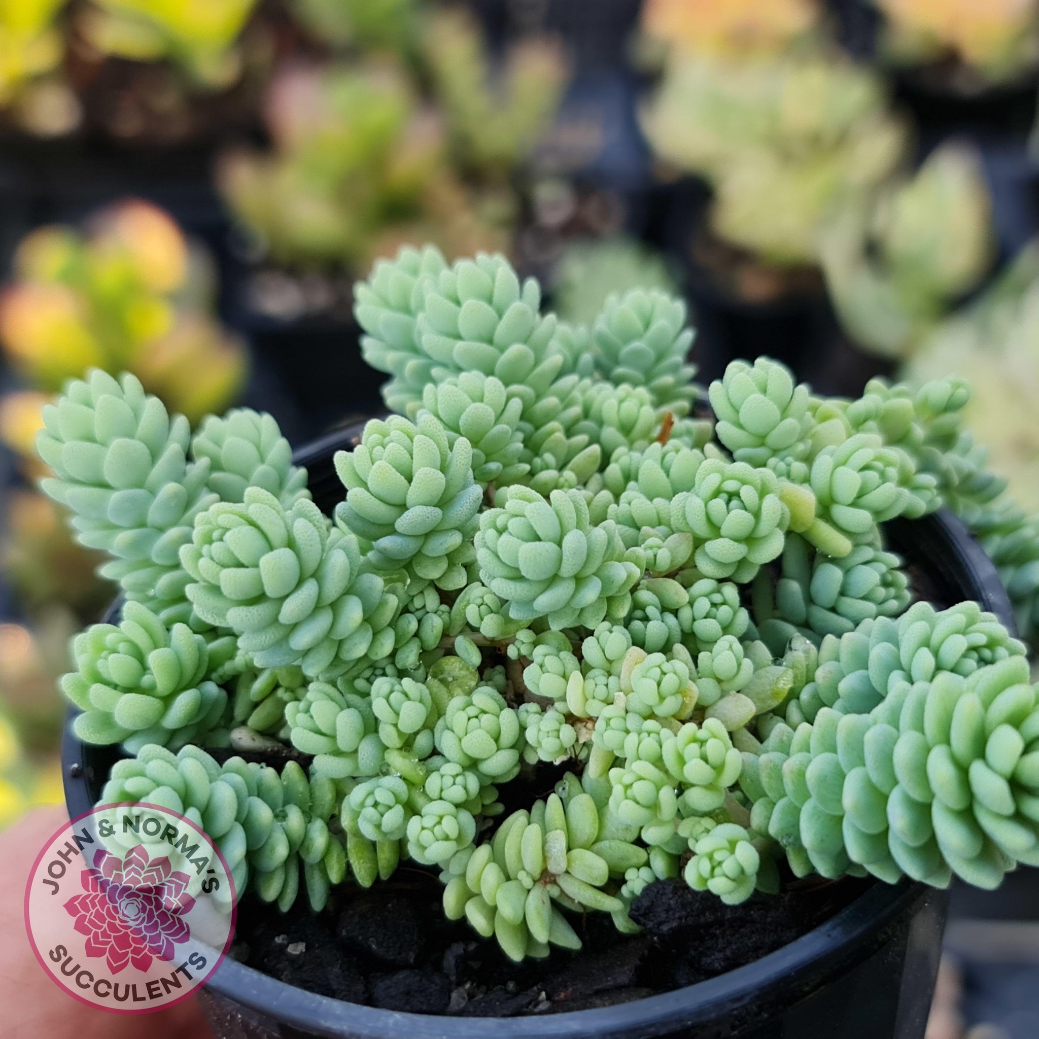major succulent Buy Sedum dasyphyllum major Australia