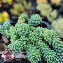 Load image into Gallery viewer, Sedum dasyphyllum major - John &amp; Norma&#39;s Succulents
