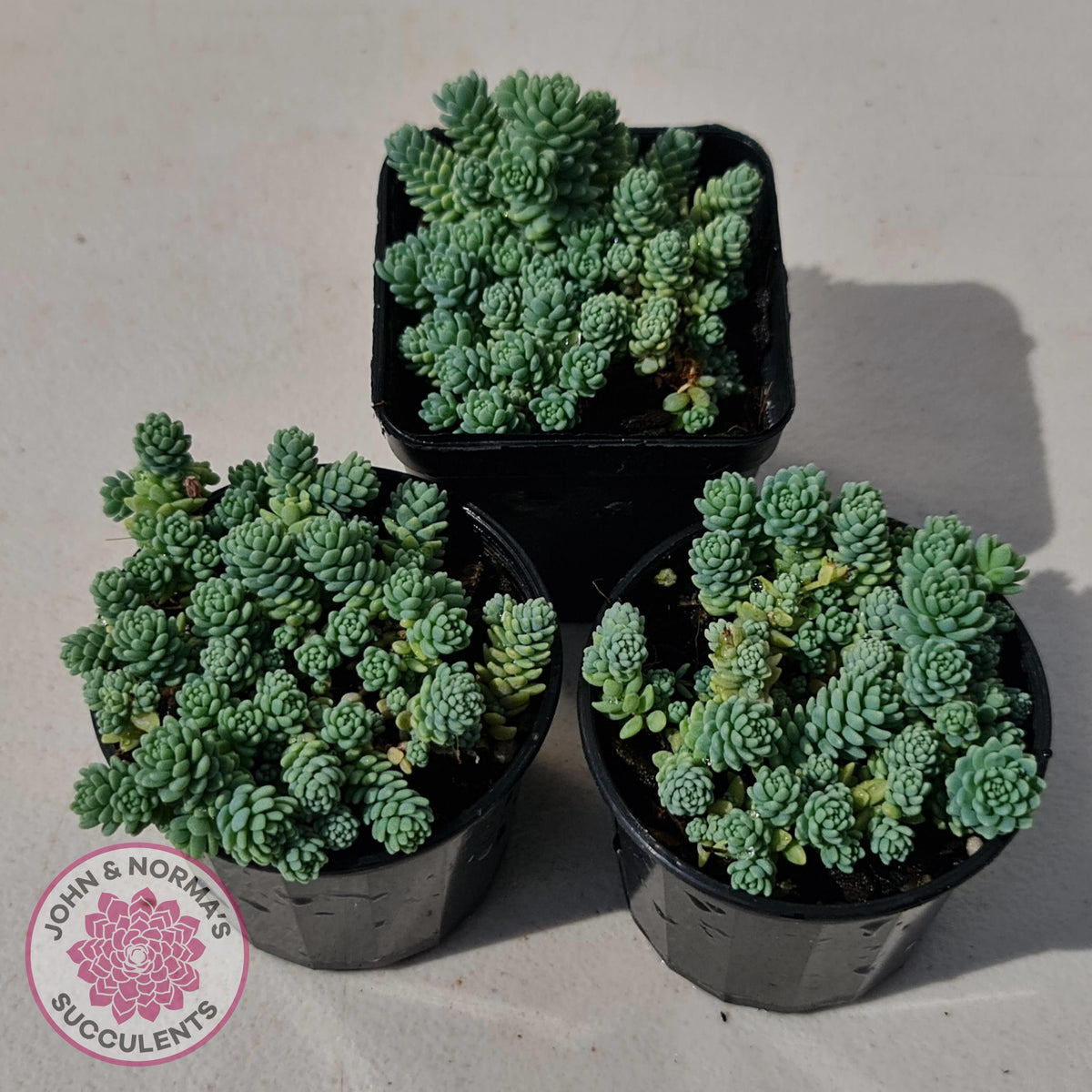 Sedum dasyphyllum major