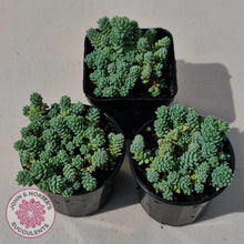 Load image into Gallery viewer, Sedum dasyphyllum major - John &amp; Norma&#39;s Succulents
