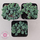 Sedum dasyphyllum 'Lilac Mound'