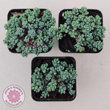 Load image into Gallery viewer, Sedum dasyphyllum Lilac Mound - John &amp; Norma&#39;s Succulents
