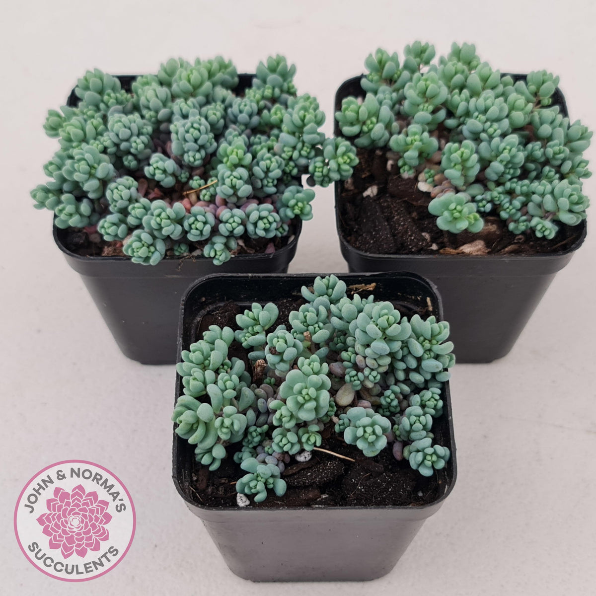 Sedum dasyphyllum 'Lilac Mound'