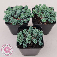 Load image into Gallery viewer, Sedum dasyphyllum Lilac Mound - John &amp; Norma&#39;s Succulents
