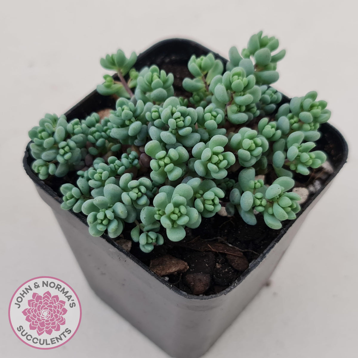 Sedum dasyphyllum 'Lilac Mound'