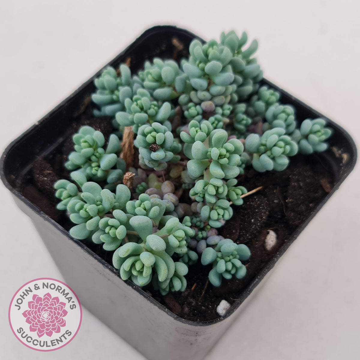 Sedum dasyphyllum 'Lilac Mound'