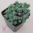 Sedum dasyphyllum 'Lilac Mound'