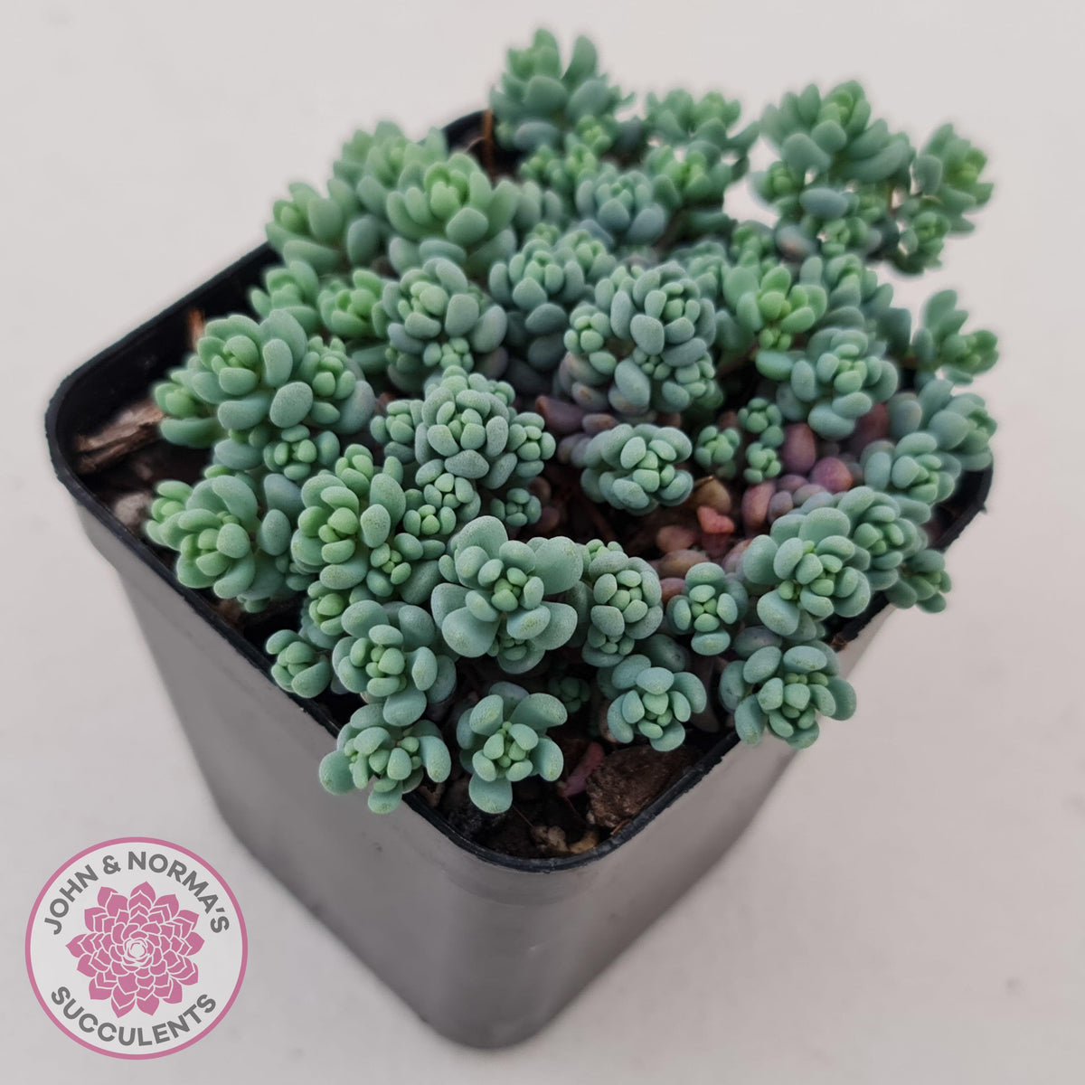 Sedum dasyphyllum 'Lilac Mound'
