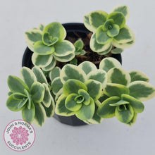 Load image into Gallery viewer, Sedum Lime Twister - John &amp; Norma&#39;s Succulents
