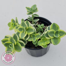 Load image into Gallery viewer, Sedum Lime Twister - John &amp; Norma&#39;s Succulents
