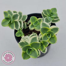 Load image into Gallery viewer, Sedum Lime Twister - John &amp; Norma&#39;s Succulents
