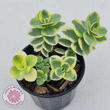 Load image into Gallery viewer, Sedum Lime Twister - John &amp; Norma&#39;s Succulents
