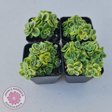 Load image into Gallery viewer, Sedum Lime Twister - John &amp; Norma&#39;s Succulents
