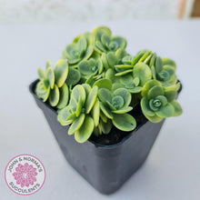 Load image into Gallery viewer, Sedum Lime Twister - John &amp; Norma&#39;s Succulents
