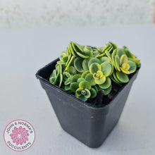 Load image into Gallery viewer, Sedum Lime Twister - John &amp; Norma&#39;s Succulents
