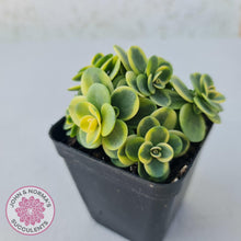 Load image into Gallery viewer, Sedum Lime Twister - John &amp; Norma&#39;s Succulents
