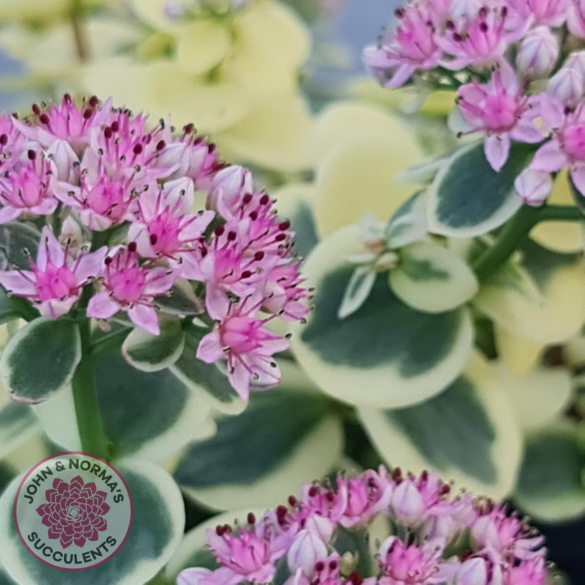 Sedum Lime Twister