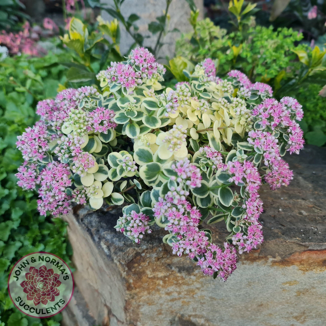 Sedum Lime Twister - John & Norma's Succulents