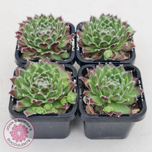 Load image into Gallery viewer, Sempervivum Icicle - John &amp; Norma&#39;s Succulents
