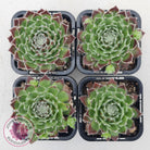 Sempervivum 'Icicle'