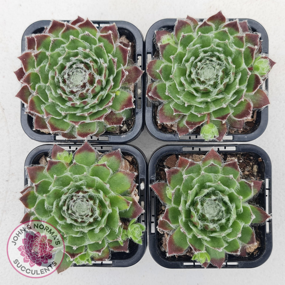 Sempervivum 'Icicle'