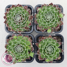 Load image into Gallery viewer, Sempervivum Icicle - John &amp; Norma&#39;s Succulents
