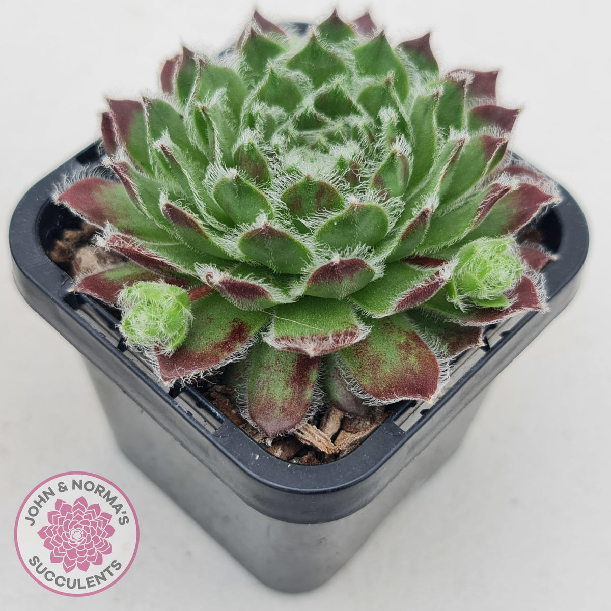 Sempervivum 'Icicle'