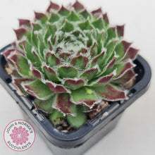 Load image into Gallery viewer, Sempervivum Icicle - John &amp; Norma&#39;s Succulents
