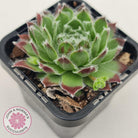 Sempervivum 'Icicle'