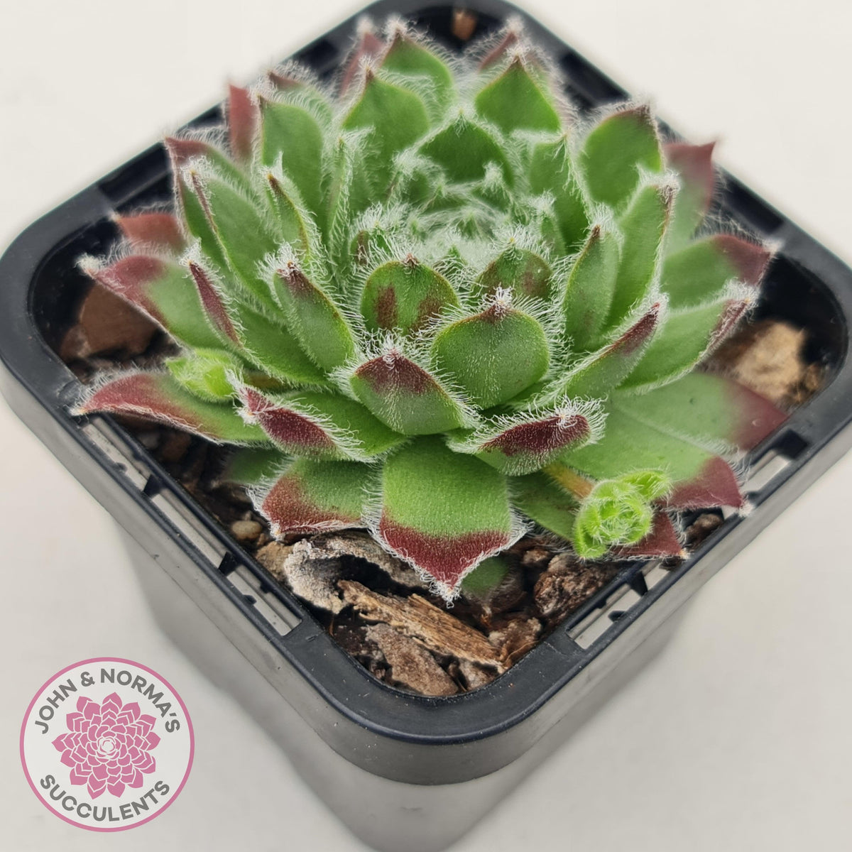 Sempervivum 'Icicle'