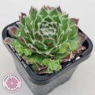 Sempervivum 'Icicle'