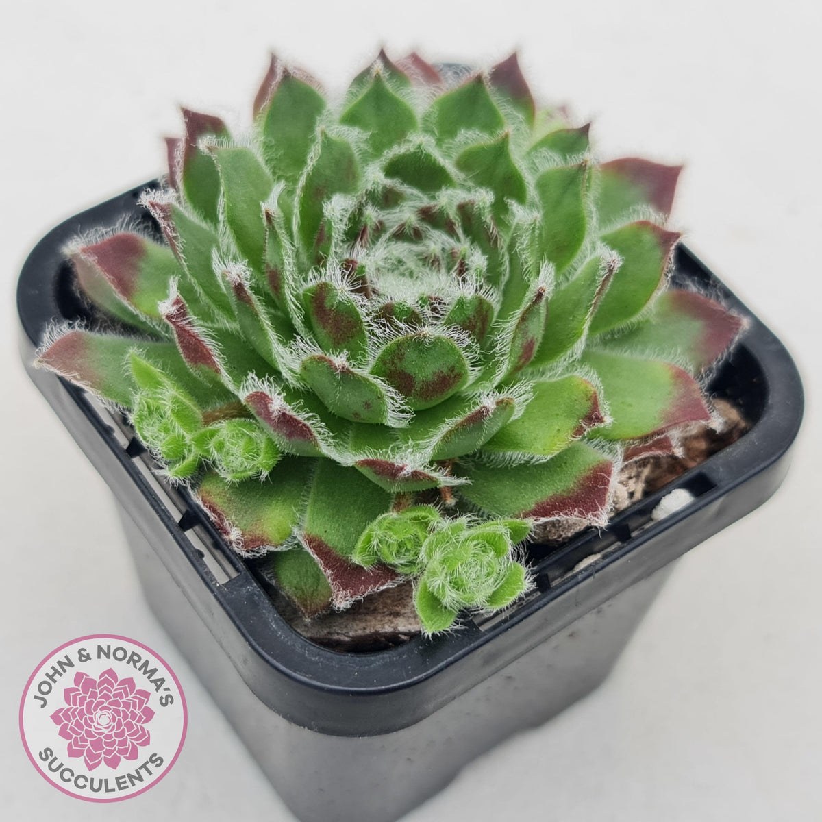 Sempervivum 'Icicle'
