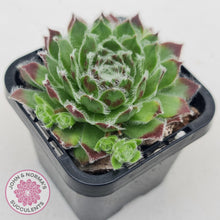 Load image into Gallery viewer, Sempervivum Icicle - John &amp; Norma&#39;s Succulents
