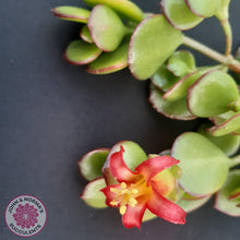 Load image into Gallery viewer, Cotyledon Woodii - Cutting - John &amp; Norma&#39;s Succulents
