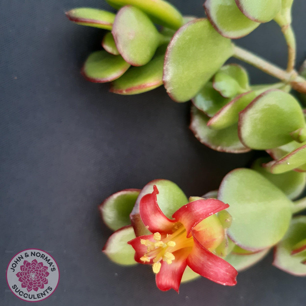 Cotyledon Woodii - Cutting - John & Norma's Succulents